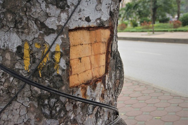 Hà Nội: Loạt cây xà cừ bị đục khoét trên đường Láng - Ảnh 4.