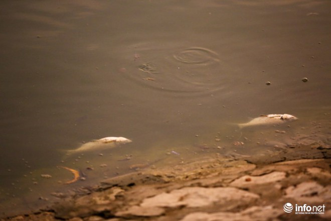 Hà Nội: Sau đúng 1 năm, cá lại chết trắng mặt hồ Hoàng Cầu - Ảnh 6.