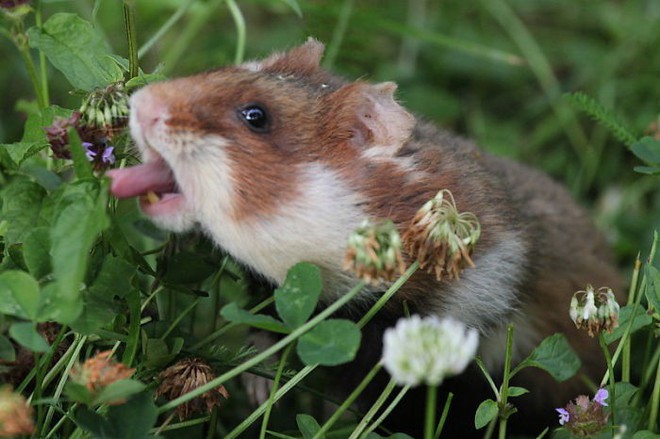 Cuộc sống hưởng thụ của 15 chú chuột hamster sống ở ngoài thế giới tự nhiên - Ảnh 6.