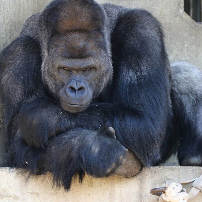 Cùng gặp Shabani - chú khỉ đột đẹp trai nhất Nhật Bản gây thương nhớ cho biết bao khách tham quan sở thú - Ảnh 6.