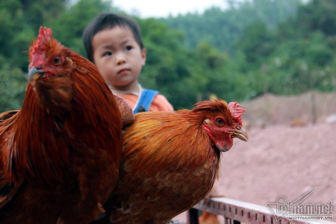 Độc đáo vua gà có râu, có mũ ở đất Quảng Ninh - Ảnh 5.