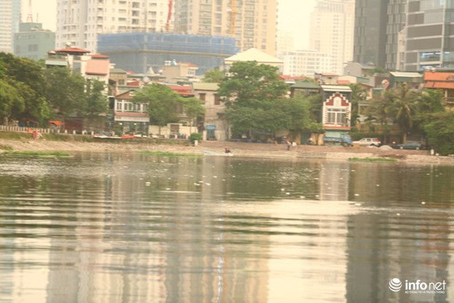 Hà Nội: Sau đúng 1 năm, cá lại chết trắng mặt hồ Hoàng Cầu - Ảnh 7.