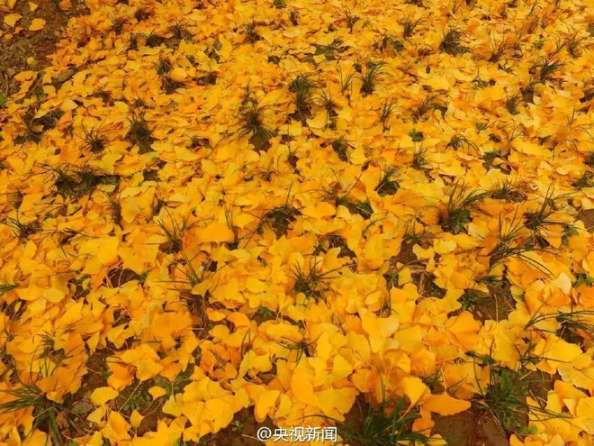 Thảm lá vàng đẹp đến nao lòng dưới gốc cây ngân hạnh nghìn năm tuổi thu hút tới 70.000 du khách/ngày - Ảnh 7.