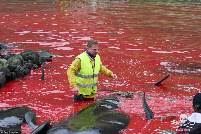 Cả vùng nước chuyển đỏ vì màu: Thảm cảnh hàng ngàn chú cá voi hoa tiêu bị giết hại, xả thịt dã man bên bờ biển - Ảnh 7.