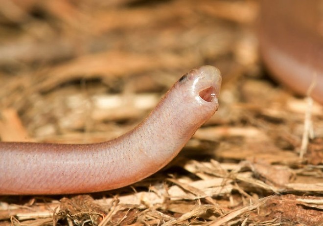 17 chú rắn mini đáng yêu khiến bạn thay đổi cái nhìn về loài này - Ảnh 7.
