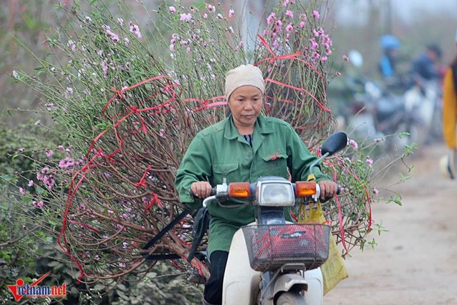 Đào Nhật Tân khoe sắc sớm, người trồng lo trắng tay - Ảnh 9.