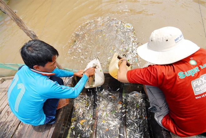 Những hình ảnh săn cá linh mùa lũ đẹp miền Tây, kiếm tiền triệu/ngày - Ảnh 8.