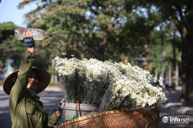 Giới trẻ Hà thành đua nhau tạo dáng với cúc họa mi đầu mùa - Ảnh 8.