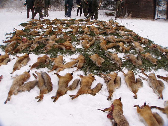 Đằng sau những món quà áo lông đắt tiền dịp Giáng sinh là số phận đau thương của hàng triệu con cáo, chồn - Ảnh 8.
