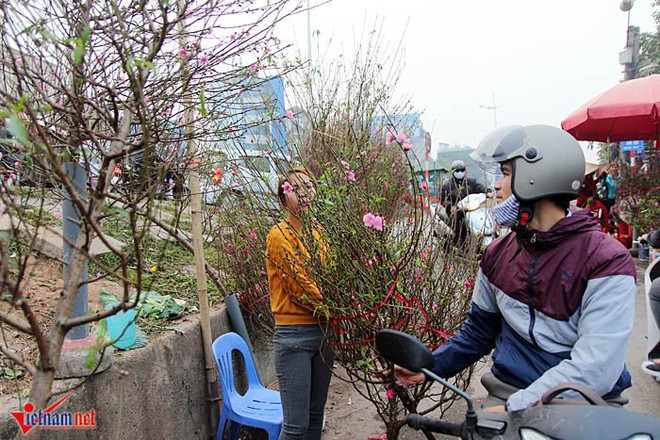 Đào Nhật Tân khoe sắc sớm, người trồng lo trắng tay - Ảnh 10.