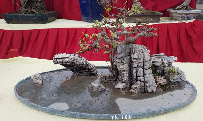 Cuộc đọ cây tiền tỷ của dân làng Triều Khúc - Ảnh 7.