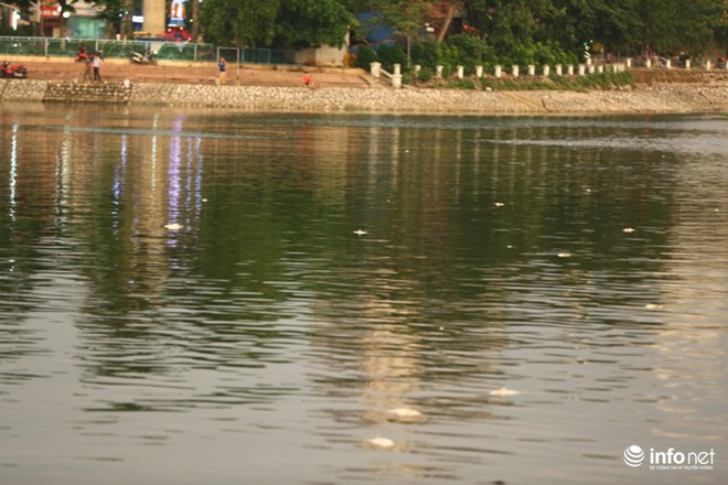 Hà Nội: Sau đúng 1 năm, cá lại chết trắng mặt hồ Hoàng Cầu - Ảnh 9.