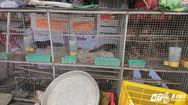 Mèo rừng giá 1 triệu đồng được bán công khai trên phố Sài Gòn - Ảnh 8.