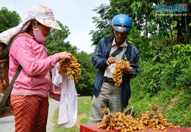 Rủ nhau săn ré rừng - thứ quả bóp nhẹ, vỏ tách ra làm ba - Ảnh 3.