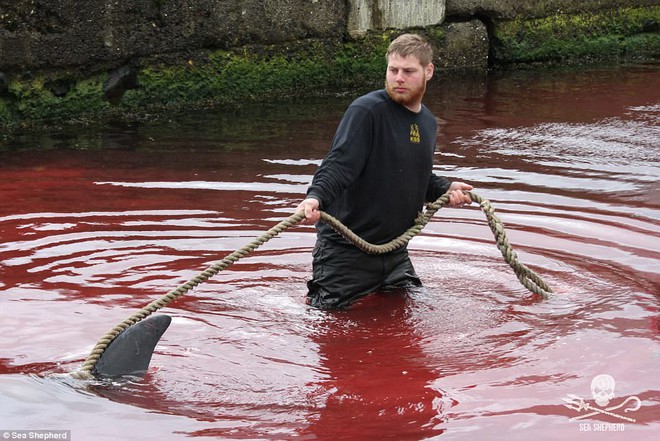 Cả vùng nước chuyển đỏ vì màu: Thảm cảnh hàng ngàn chú cá voi hoa tiêu bị giết hại, xả thịt dã man bên bờ biển - Ảnh 9.