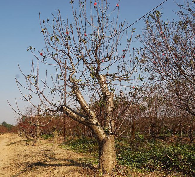 Đào Nhật Tân nở sớm mang không khí Tết tràn về - Ảnh 9.