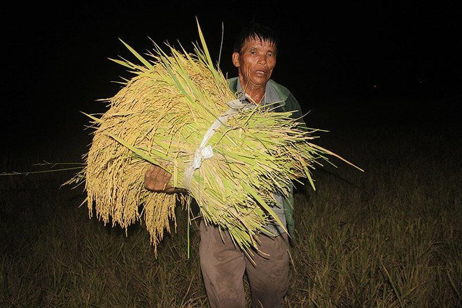 Đổ ra đồng làm đêm tránh nắng cháy da thịt - Ảnh 9.