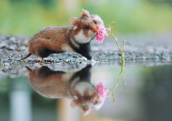 Cuộc sống hưởng thụ của 15 chú chuột hamster sống ở ngoài thế giới tự nhiên - Ảnh 10.