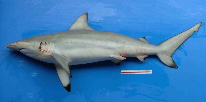 Tất tần tật về loài cá mập xuất hiện ở vịnh Hạ Long - Ảnh 5.