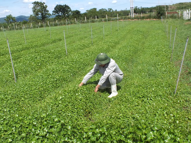 Lý do tân binh TH true Herbal đoạt giải Vàng thế giới - Ảnh 4.