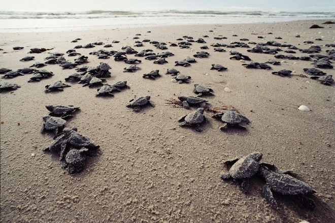 Biến đổi khí hậu khiến rùa biển đối mặt với nguy cơ chênh lệch giới tính - Ảnh 3.