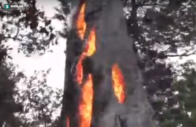 Cảnh tượng kỳ dị có 1-0-2 trong vụ cháy rừng dữ dội ở Mỹ: Lửa ngùn ngụt trong thân cây - Ảnh 1.
