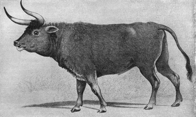 Các nhà khoa học đang cố gắng hồi sinh loài bò cổ đại khổng lồ, cao hơn 2 mét nặng cả tấn - Ảnh 1.