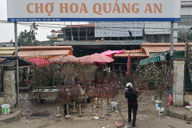 Đào Nhật Tân bung lụa đón Tết sớm ở chợ hoa Hà Nội - Ảnh 1.