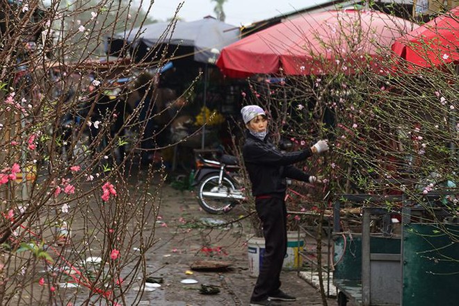 Đào Nhật Tân bung lụa đón Tết sớm ở chợ hoa Hà Nội - Ảnh 8.