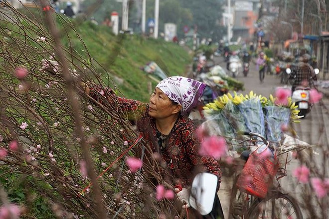 Đào Nhật Tân bung lụa đón Tết sớm ở chợ hoa Hà Nội - Ảnh 9.