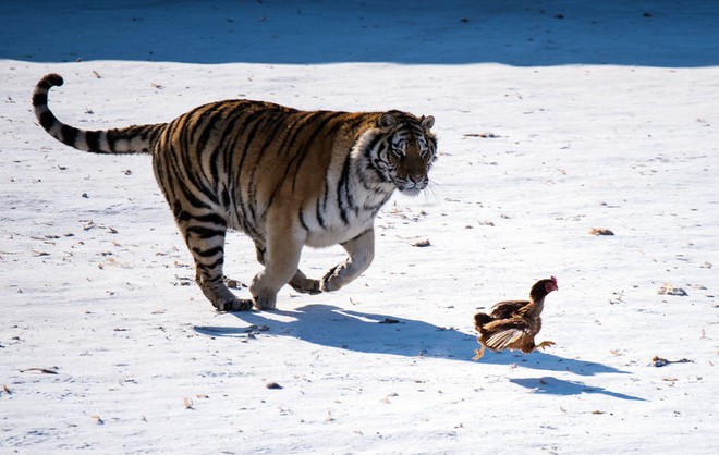 24h qua ảnh: Hổ Siberia truy đuổi gà để rèn luyện kỹ năng săn mồi - Ảnh 6.