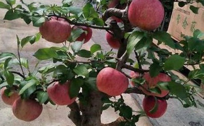 Kết quả hình ảnh cho Cây táo bonsai