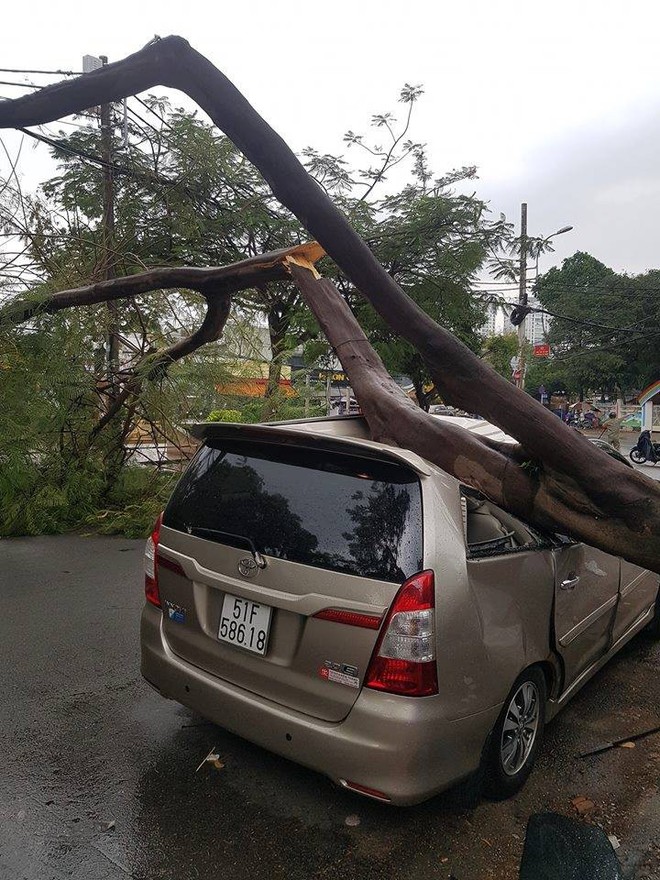 Cây xanh bật gốc đè ô tô 7 chỗ bẹp dúm, tài xế đạp cửa thoát hiểm trên đường phố Sài Gòn - Ảnh 1.