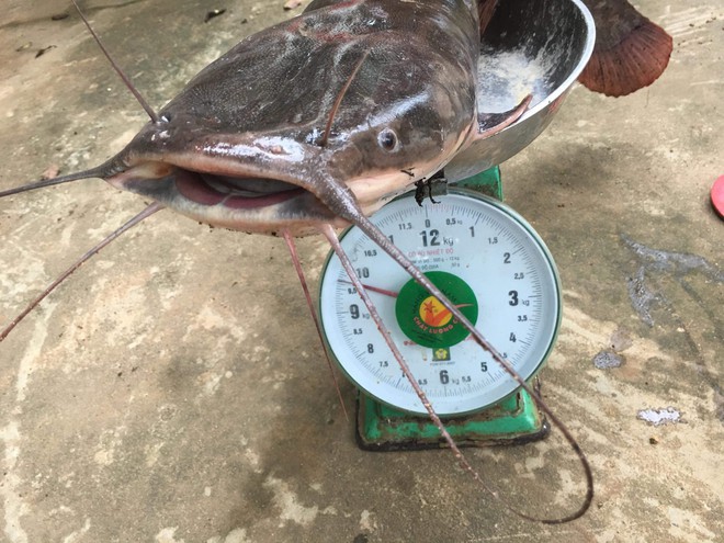 Quảng Nam: Cần thủ bắt được cá trê “khủng” dài 1 mét, nhiều người hỏi mua giá cao nhưng không bán - Ảnh 3.