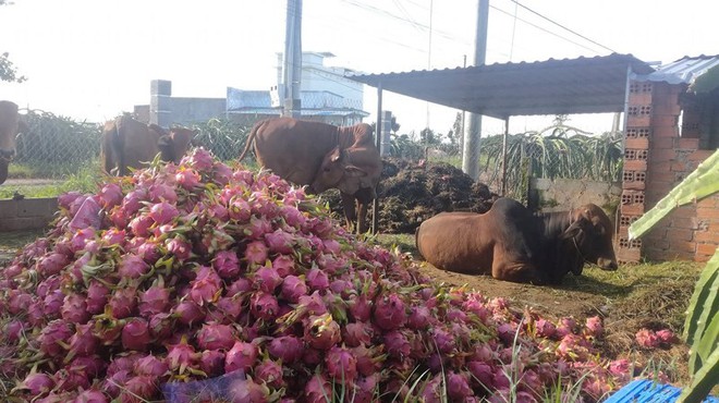 Vì sao thanh long nơi 500 đồng/kg nơi giá 30.000 đồng/kg? - Ảnh 2.