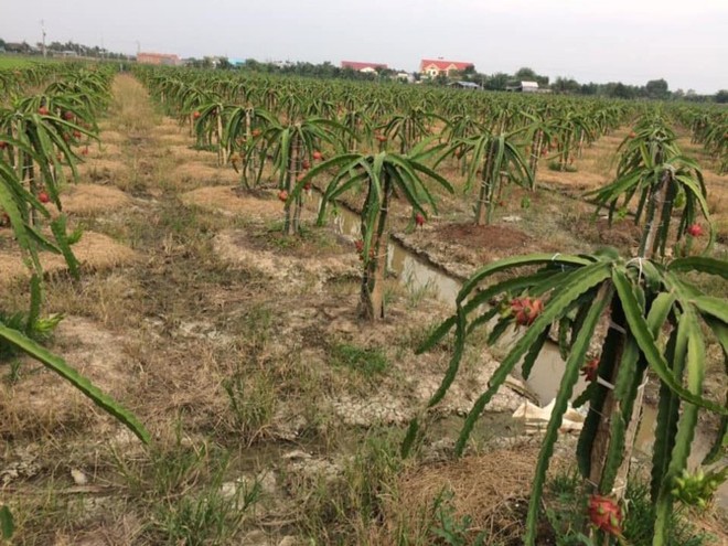 Thanh long giá rẻ “đổ bộ” vào TP.HCM nhưng sức mua yếu - Ảnh 2.