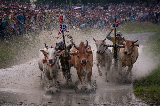 24h qua ảnh: Lễ hội đua bò trên ruộng lúa ở Việt Nam - Ảnh 3.