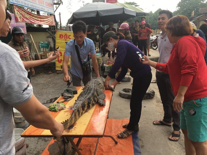 Cột chặt miệng, trói vặn 4 chân cá sấu rồi kích điện: Cảnh tượng đó tôi thấy mà ghê người - Ảnh 1.