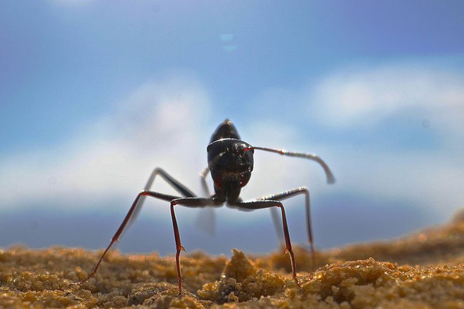 Đây là loài kiến kỳ lạ nhất sa mạc: Giải được cả toán lượng giác nhưng... quên luôn quê hương nếu thấy đồ ngon - Ảnh 1.