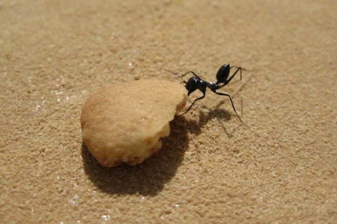 Đây là loài kiến kỳ lạ nhất sa mạc: Giải được cả toán lượng giác nhưng... quên luôn quê hương nếu thấy đồ ngon - Ảnh 2.