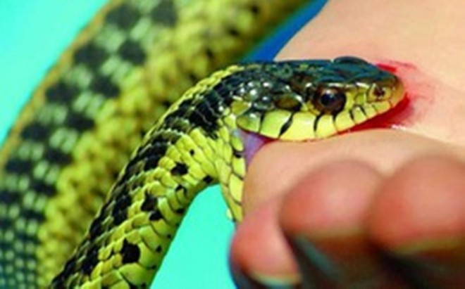 Nọc độc rắn cạp nia, loại rắn phổ biến ở Việt Nam, gây chết người nhanh tới mức nào? - Ảnh 1.