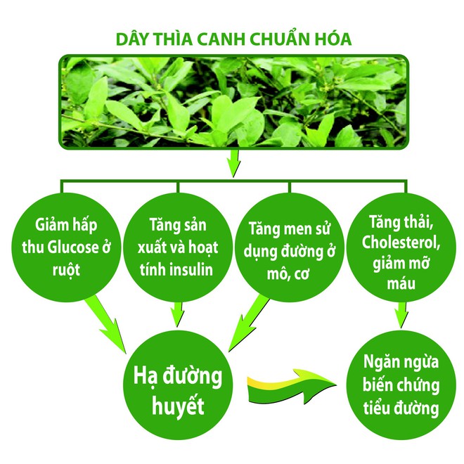 Phát hiện: Cây quý trị tiểu đường mới được ghi vào dược điển Việt Nam - Ảnh 4.