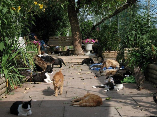 Ghé thăm RAPS - thánh địa của những con mèo bị bỏ rơi lớn nhất Bắc Mỹ - Ảnh 1.