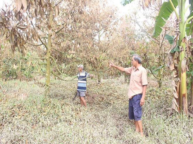 Khóc ròng vì sầu riêng đặc sản chết khô hàng loạt - Ảnh 1.