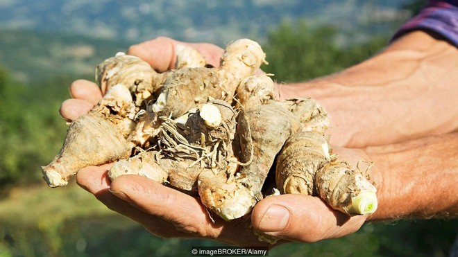 Bạn đang được ngắm nhìn loài hoa có mùi hương hiếm và đắt tiền nhất thế giới đấy - Ảnh 2.