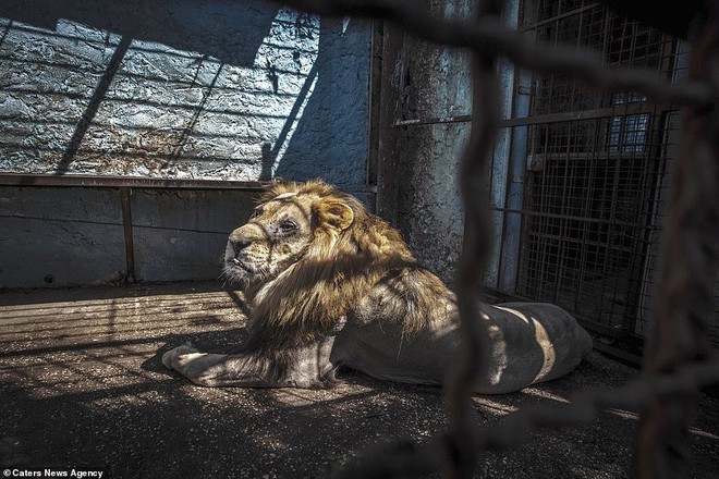 Khung cảnh bên trong “Sở thú địa ngục” tại Albania: Sư tử nằm thẫn thờ chờ chết, sói ốm yếu co ro - Ảnh 1.