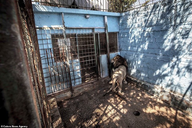 Khung cảnh bên trong “Sở thú địa ngục” tại Albania: Sư tử nằm thẫn thờ chờ chết, sói ốm yếu co ro - Ảnh 2.