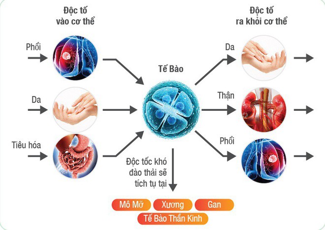 Cơ thể tích tụ quá nhiều chất độc sẽ sinh bệnh nguy hiểm: Đừng bỏ qua 4 cách thải độc này - Ảnh 1.