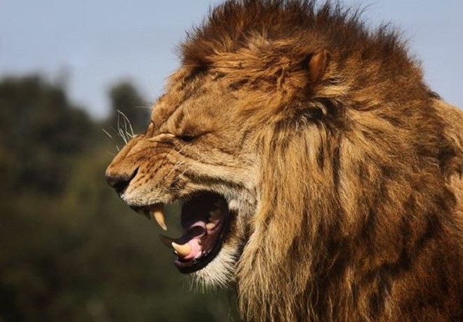 Những loài sư tử ăn thịt người nổi tiếng thế giới - Ảnh 1.