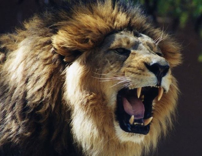 Những loài sư tử ăn thịt người nổi tiếng thế giới - Ảnh 2.